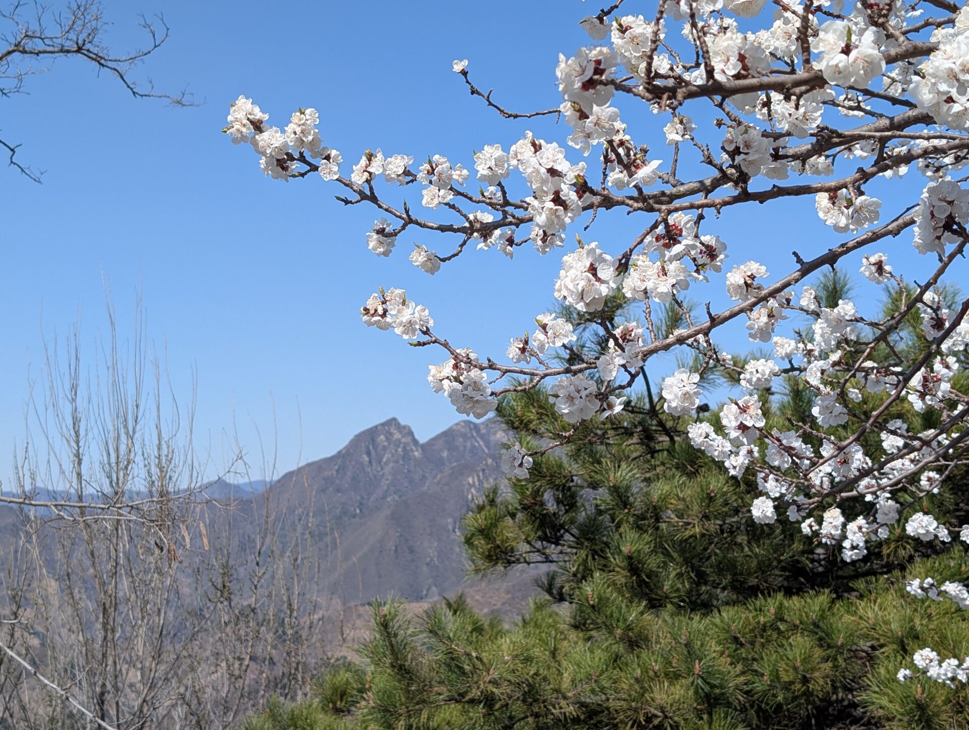 GreatWall_Weather&Flowers